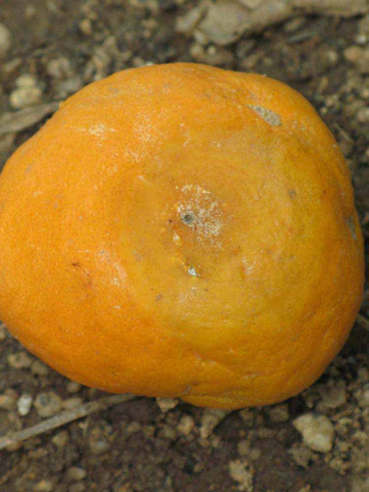              Fruit (Riverside, CA)       